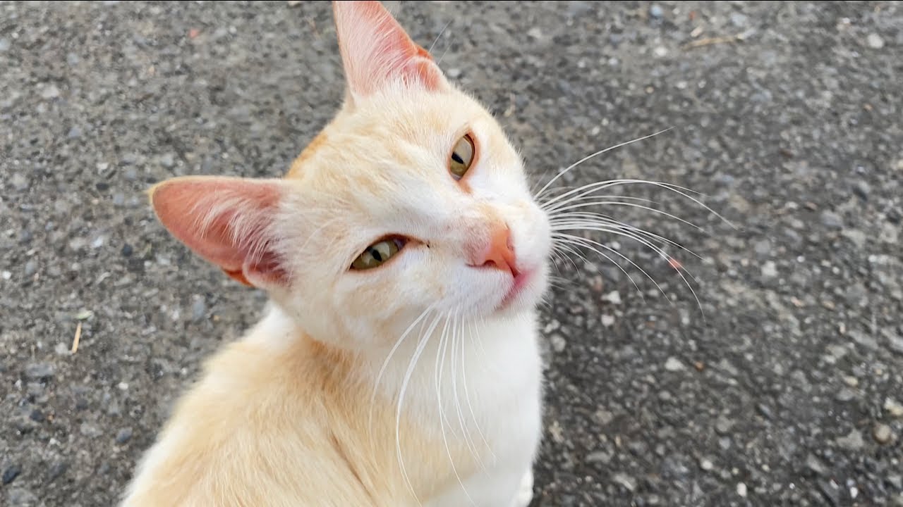 川で野良猫の鼻歌を聴きました。怪異だったかも。。。
