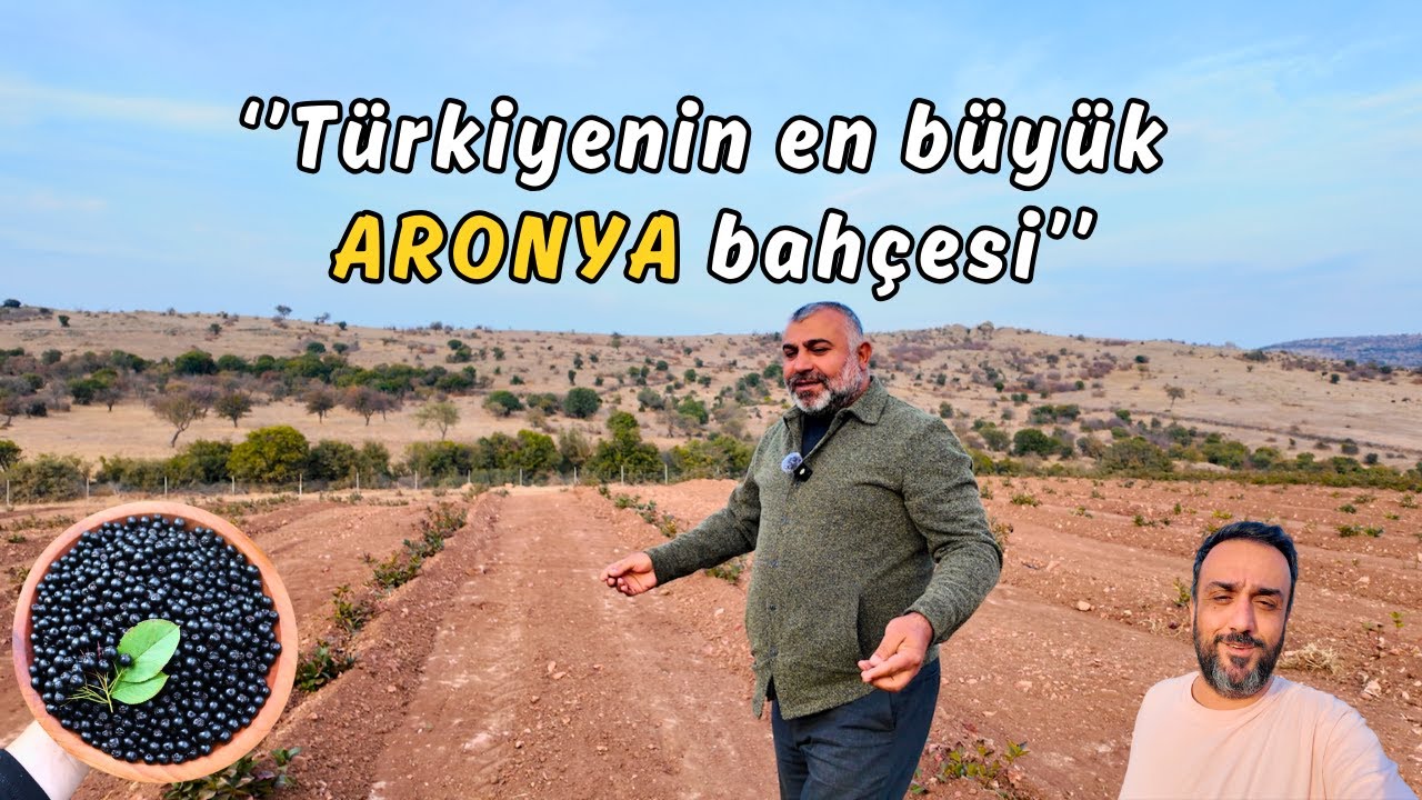 Fabrikatörlüğü bırakıp KAZ DAĞLARINDA 100 dönüm arazi alarak Aronya yetiştiriciliğine başladı