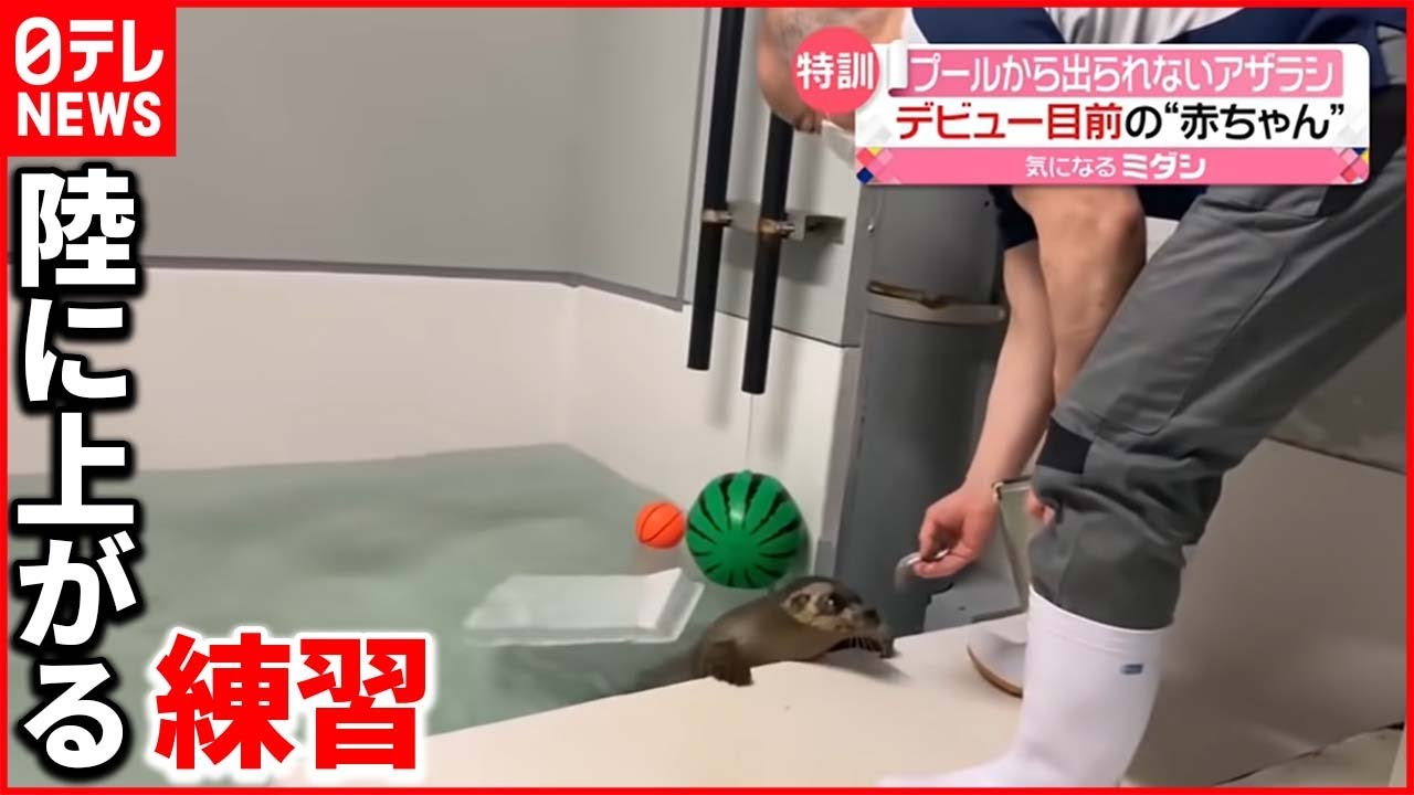 【もうひとふんばり！】デビュー目前…赤ちゃんアザラシの“訓練”  大阪・海遊館