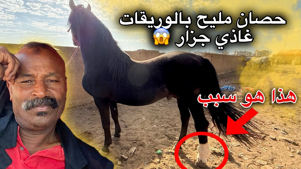 عتقنا عود دهم مليح من عند الكزار باوريقاتو 🥹 وبادريس شراء خيوال مليحة💯😍