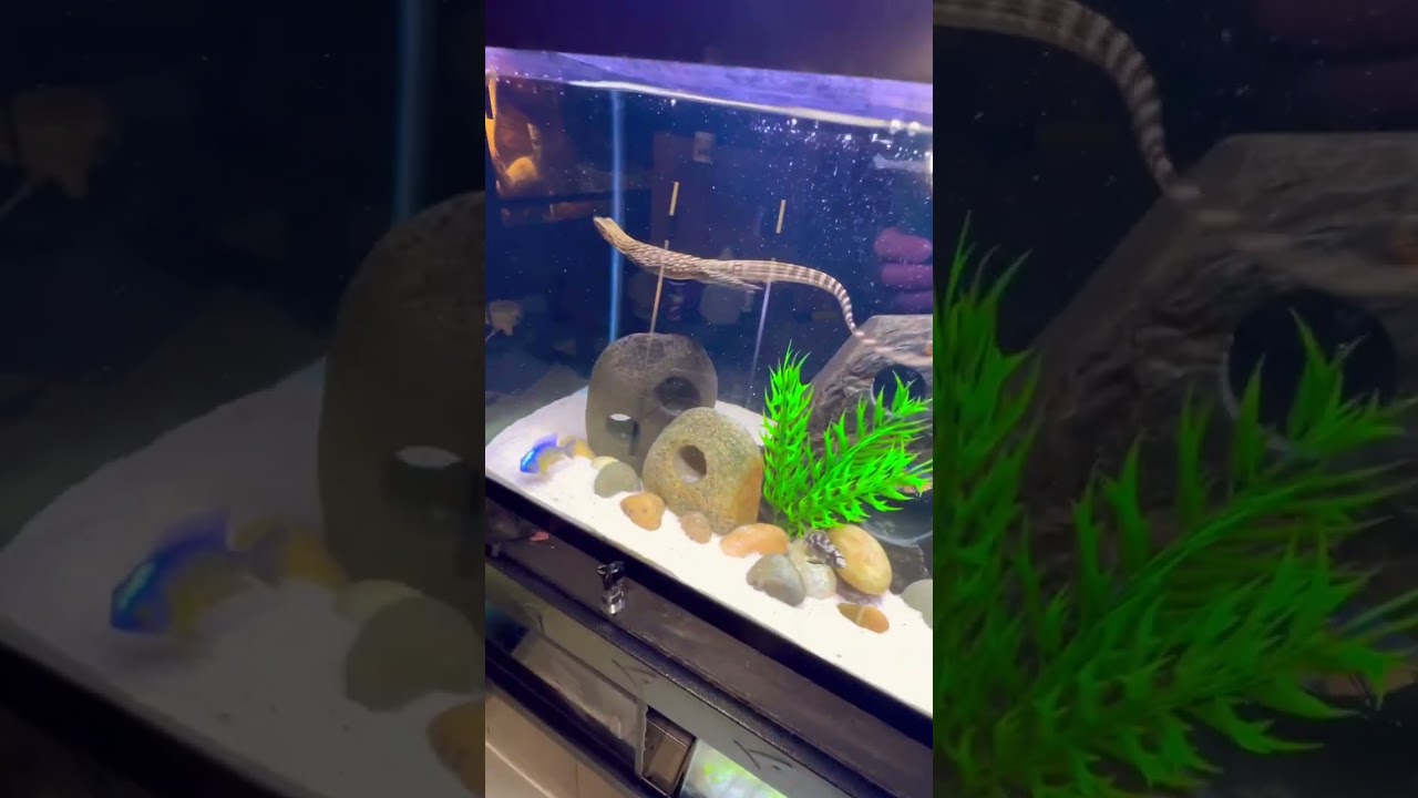 Lizard Swimming! #quincemonitor #lizard #lizards #reptile #reptiles #swim #fyp