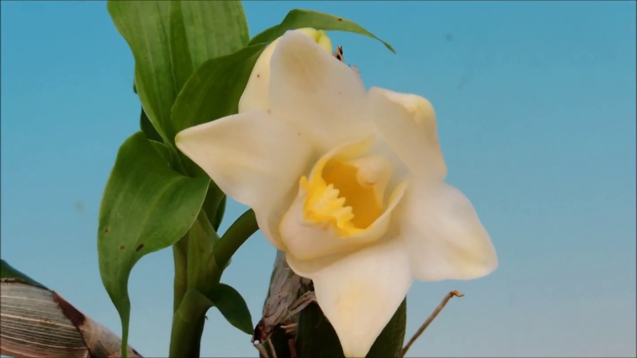 Chysis bractescens  (orchid)