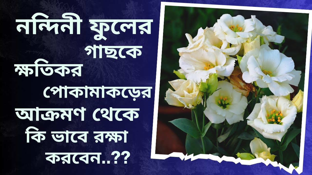 ক্ষতিকর পোকামাকড়ের হাত থেকে নন্দিনী গাছকে কি ভাবে রক্ষা করবেন?? কি কি ওষুধ ও সার ব্যাবহার করবেন?