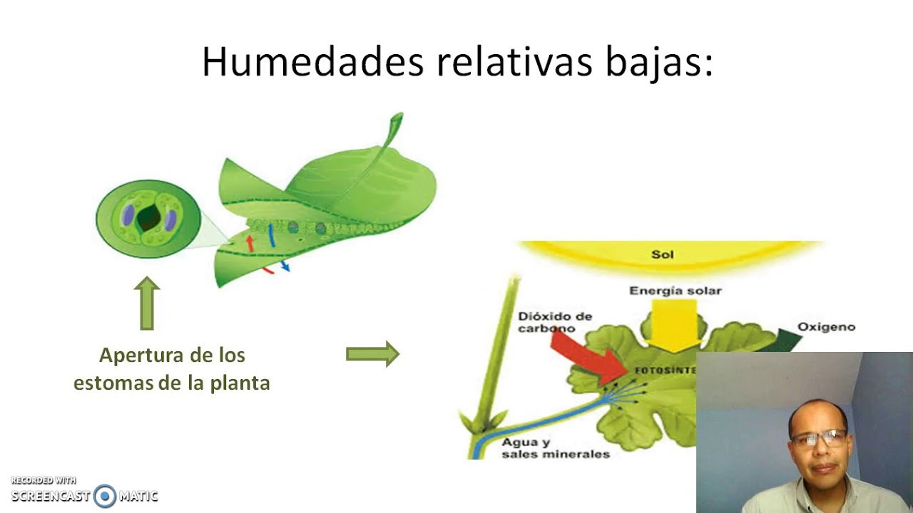 Humedad relativa