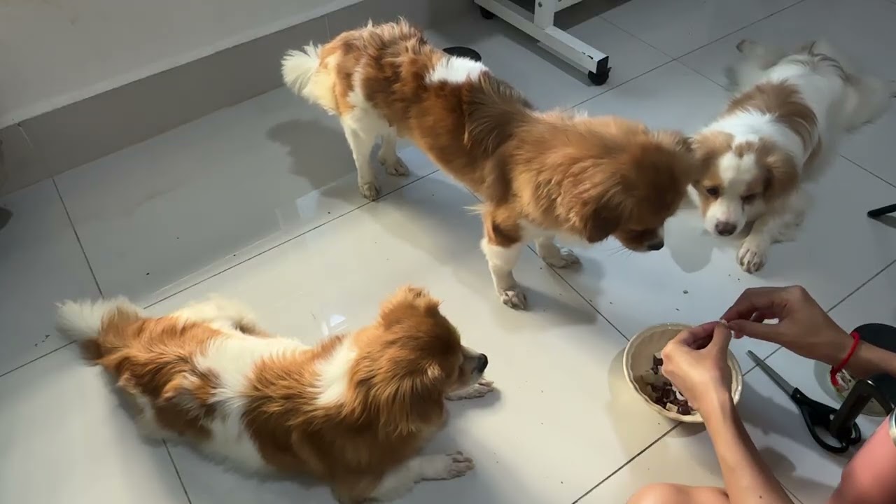 Fluffy dinner time