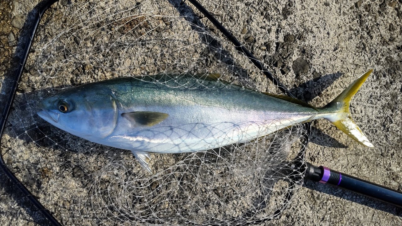 青物釣り第２弾！ノマセとショアジギは同時にしたらアカンやつ⁉️