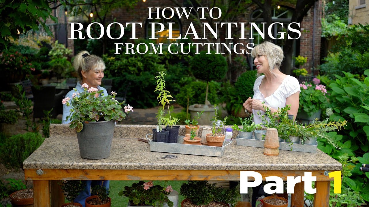 🌱 HOW TO PROPAGATE Plants from Cuttings Part 1🌱 | Linda Vater