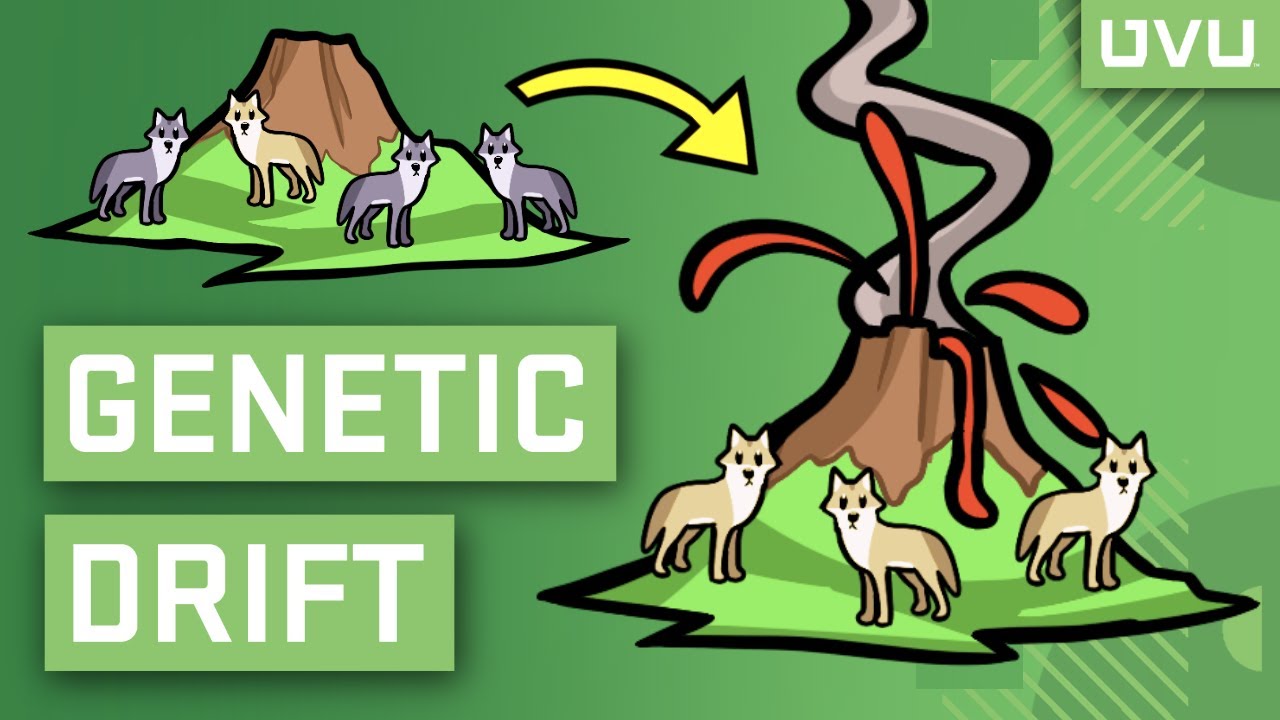 Genetic Drift Explained in Under 2 Minutes!