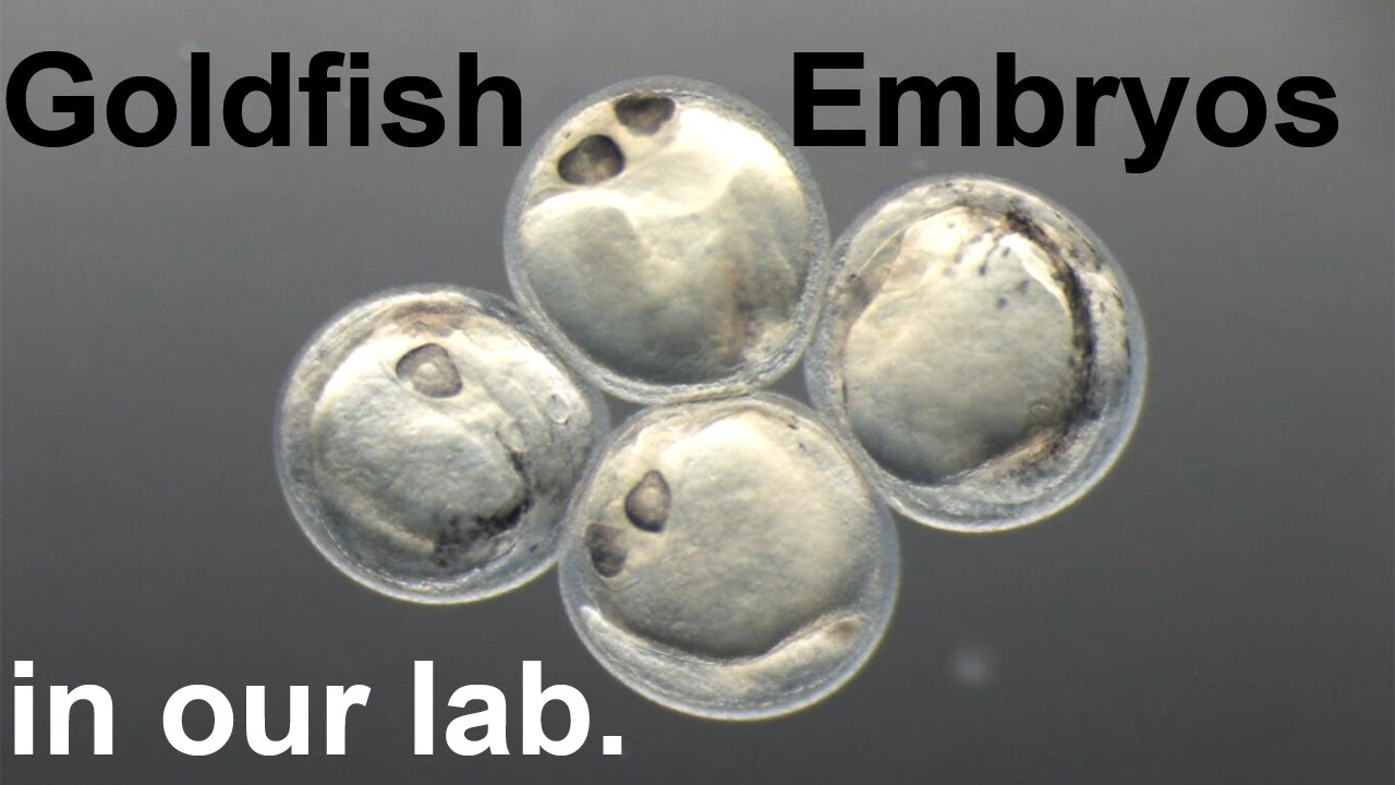 Goldfish Embryos in our lab.: 7 min ver