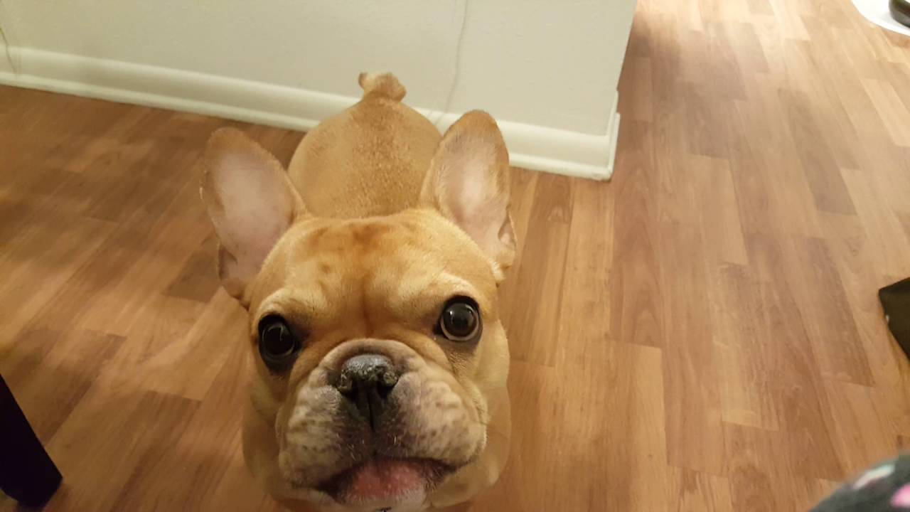 Begging French Bulldog cries her heart out