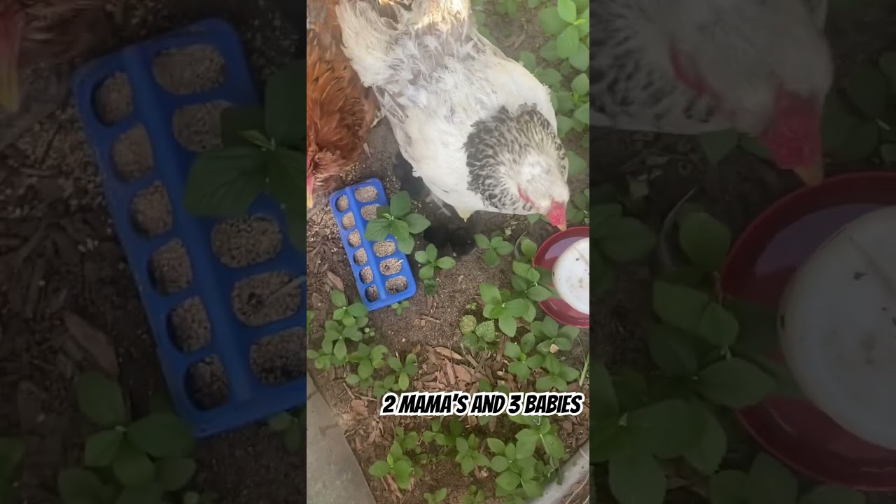 2 Mama’s and 3 Babies. 