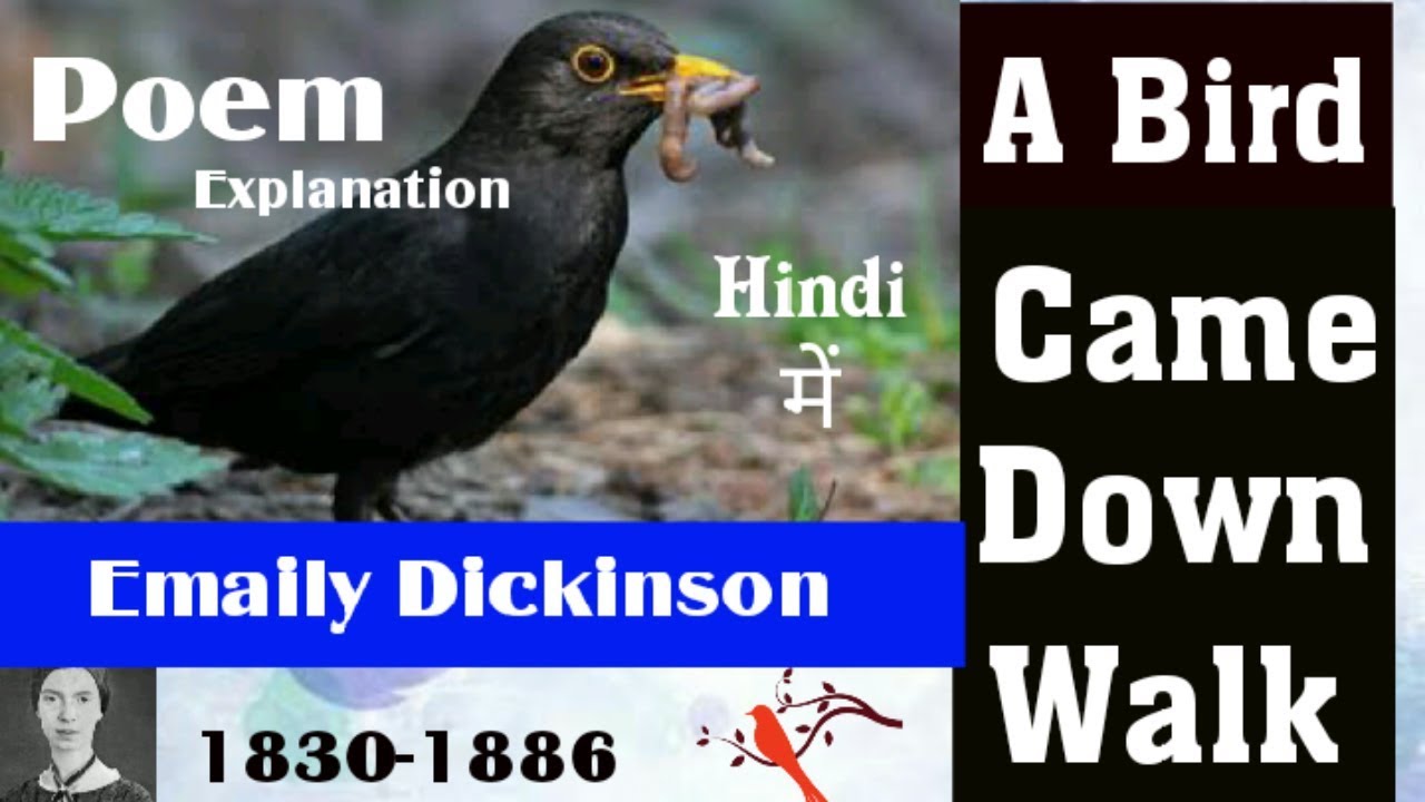 A Bird Came  down  poem by Emily Dickinson Explanations हिन्दी में || lt grade english  Exam 2018||