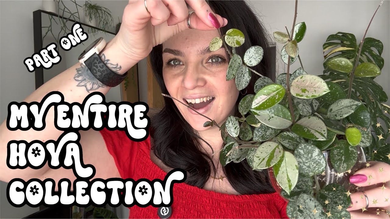 🌿 All My Hoyas! - Part 1 Of My Hoya Collection Tour! 1-27 of 70ish Hoyas 😲