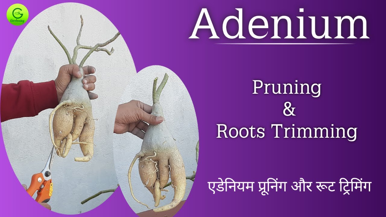Adenium Pruning and Roots Trimming / What to do before Repotting