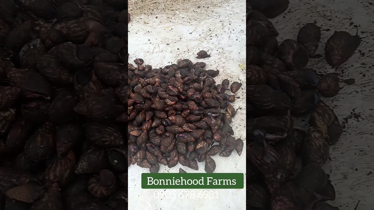 Concrete Soilless Snail Farm Setup