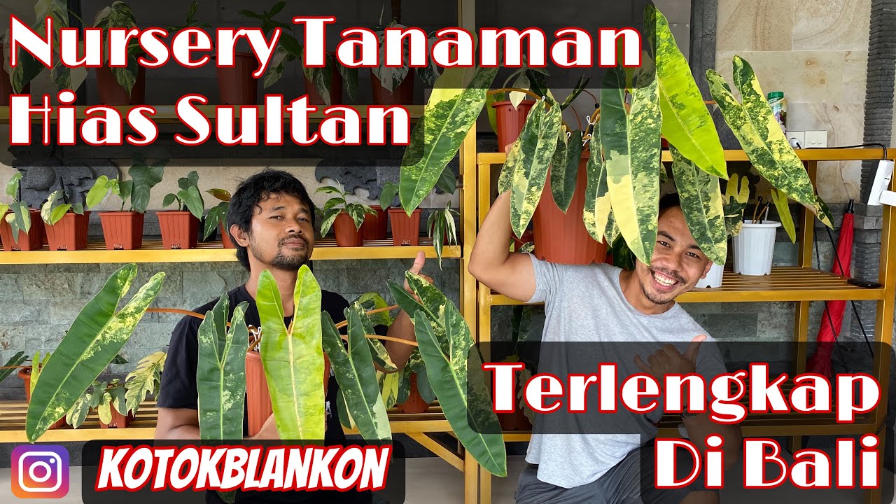 PLANT TOUR | BLI BUDI VITALITY GARDEN , one stop shopping nursery plants terlengkap di BALI