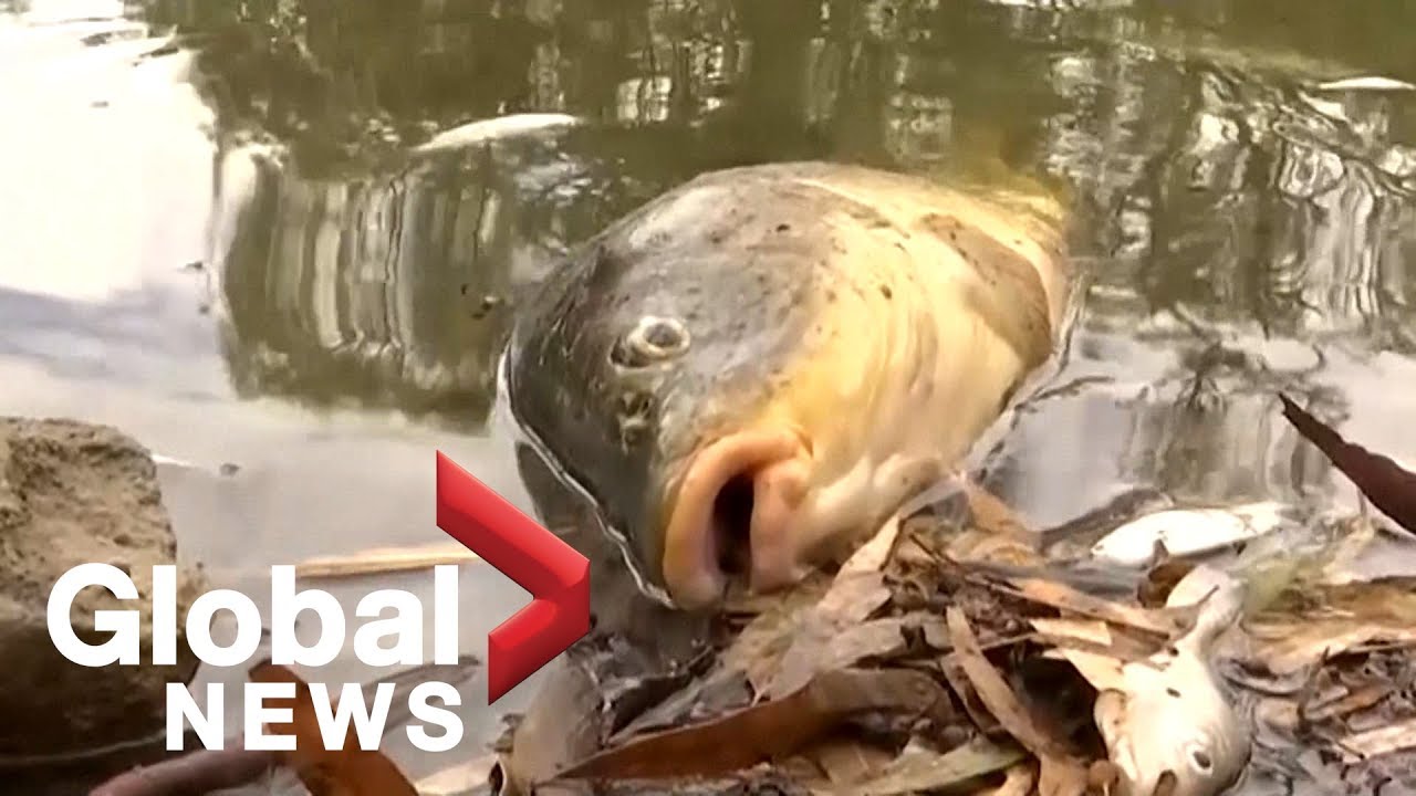 Thousands of fish mysteriously killed in Australia's Darling River