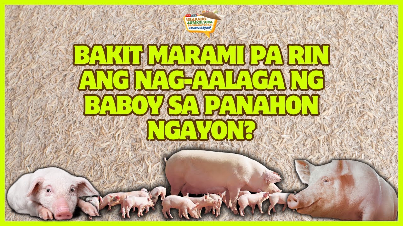 Bakit Marami pa rin ang Nag-aalaga ng Baboy sa Panahon Ngayon?