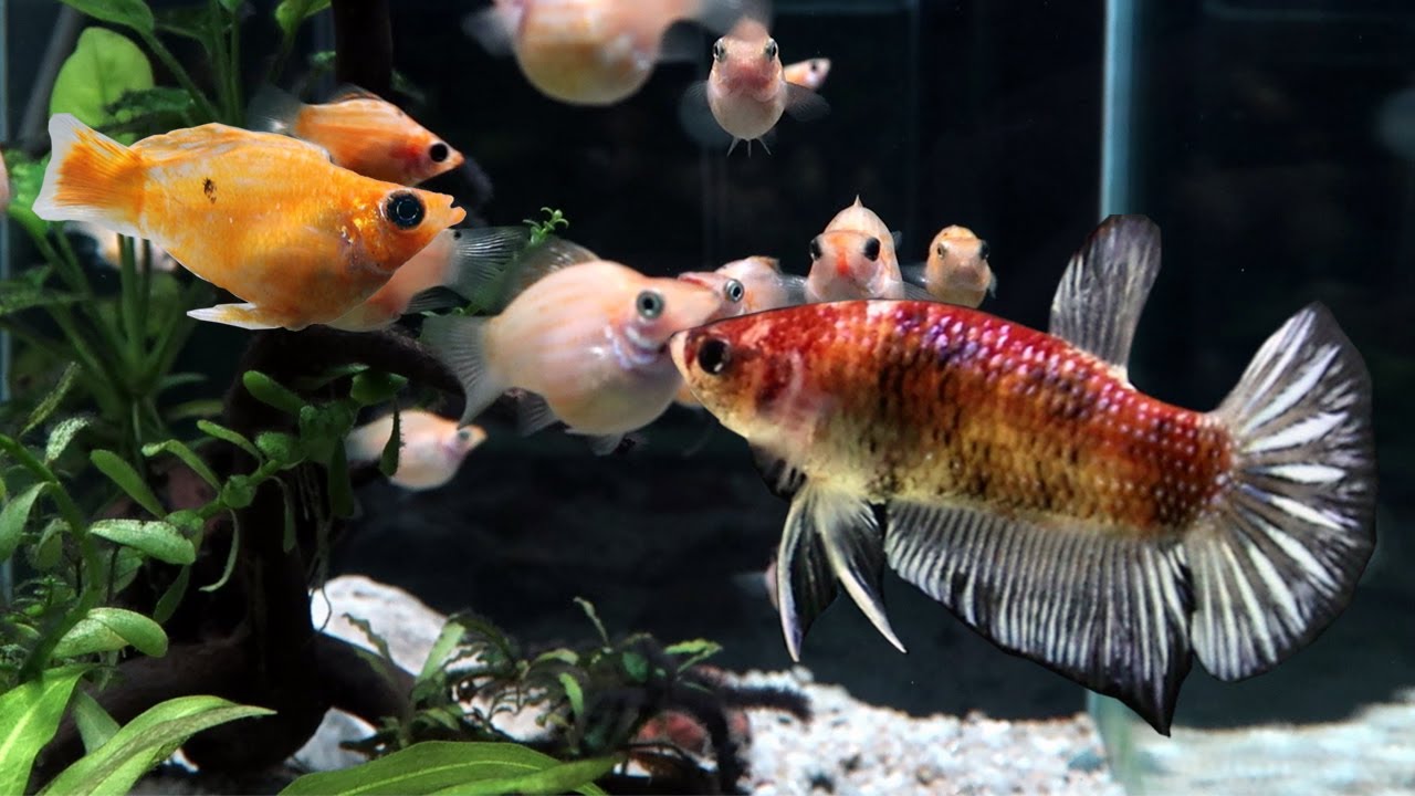 Ares is friends with Male BETTA fish