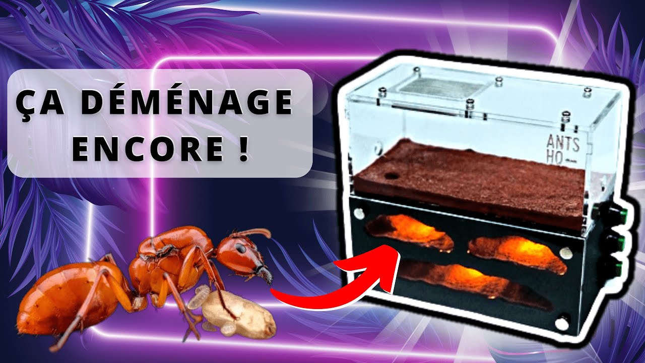 C'est encore un changement de fourmilière ( encore oui ) mes fourmis manquaient de place !