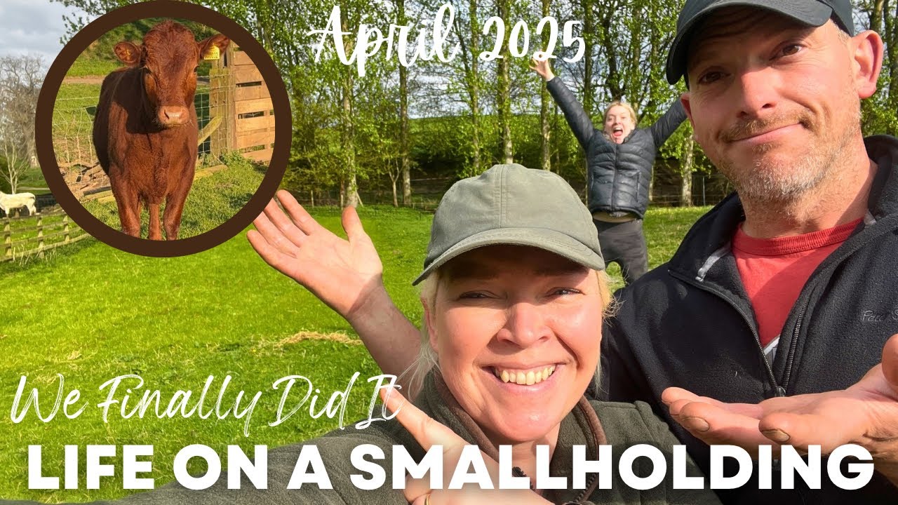 We Bought Our First Cow!! Our Smallholding Adventure's Next Chapter 👉👉👉