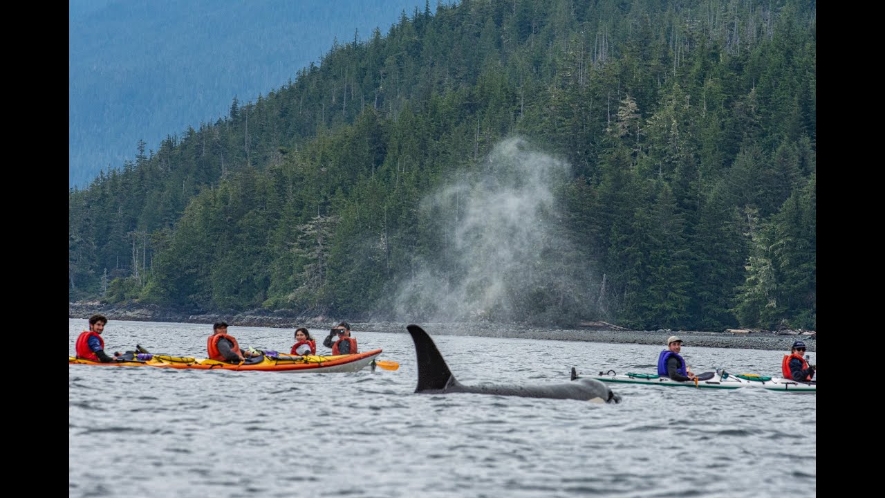 Orcas and Kayaks in Johnstone Strait with Lets Go Kayaking Guided Tours