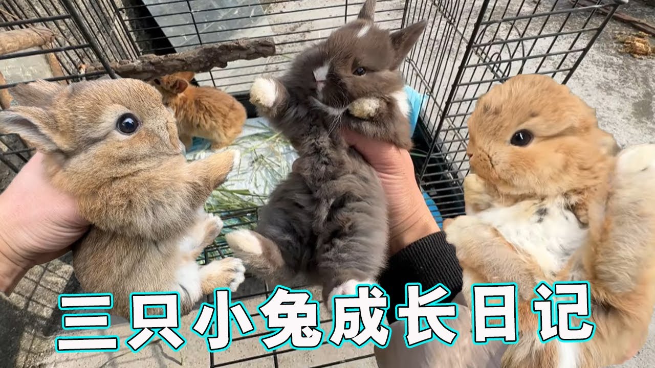 小兔子成长日记|有的兔子已经胖成球，有的还是瘦瘦的，你们最喜欢哪一只？【天下一场梦】