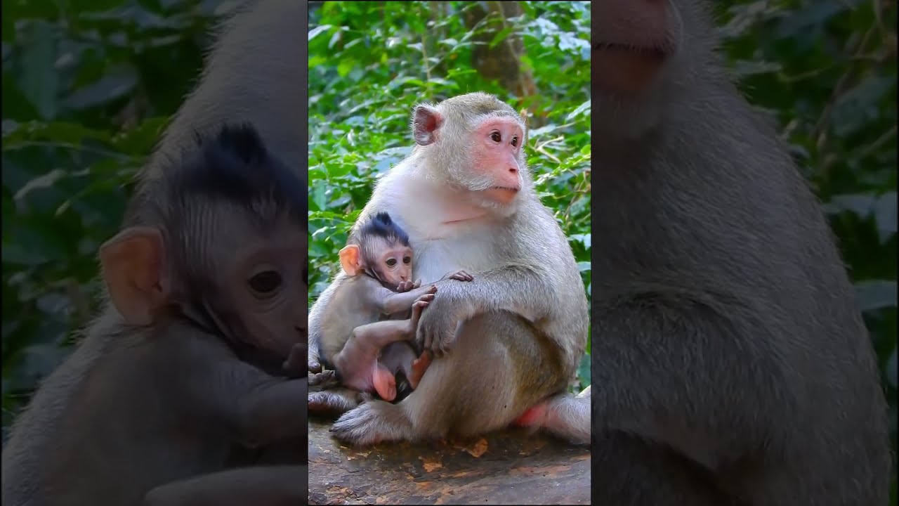 Mom monkey Piper is so hungry she is taking care of the baby very well.