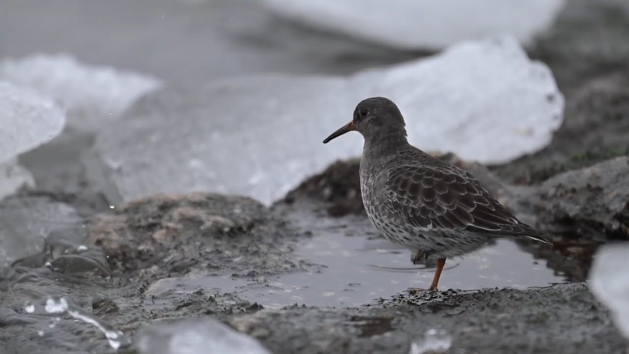 Biegus morski (Calidris maritima) w Świnoujściu