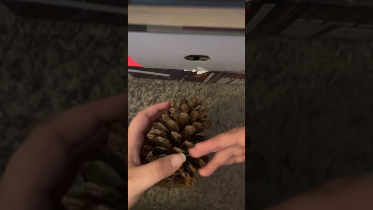 ASMR pinecone tapping and scratching