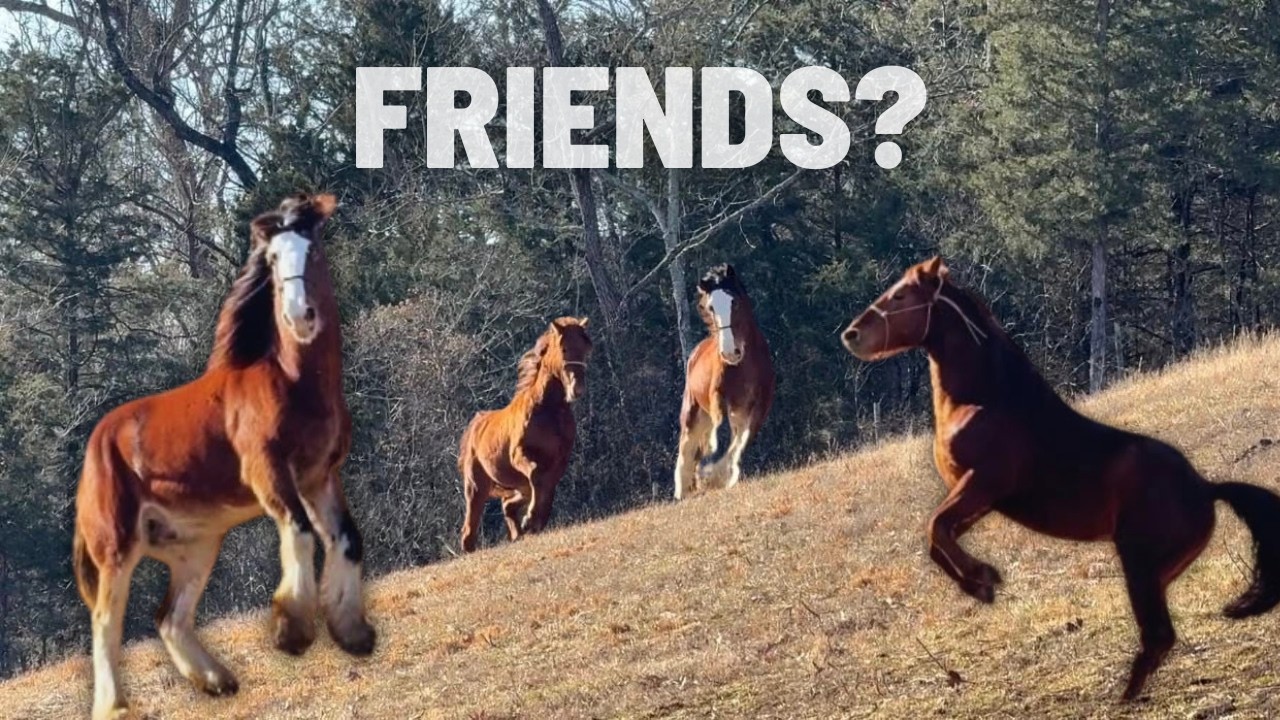 Will This Work? Our Two Stallions Are BACK TOGETHER!
