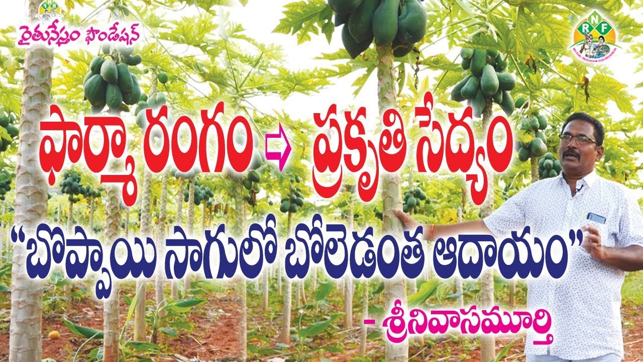 Boppay Natural Farming & Techniques to get high yields || Farmer Srinivas Murthy || 9440591654