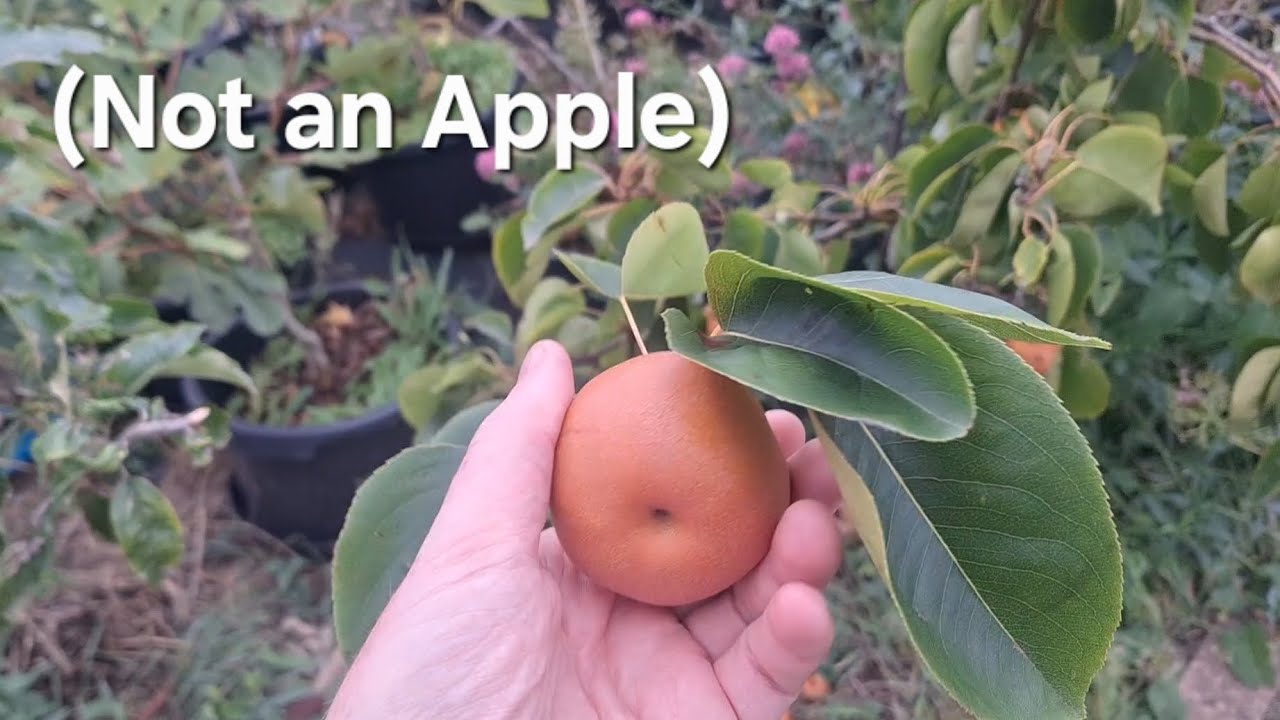 A beautiful fruit to grow