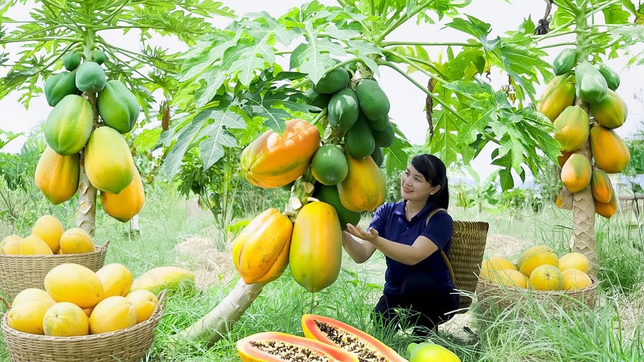 Harvest Papaya, Goes To The Market Sell - Harvesting and Cooking | Daily Life