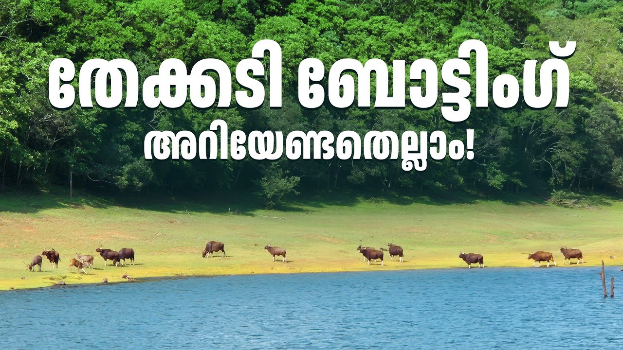മുല്ലപ്പെരിയാർ ഡാമിലാണ് തേക്കടി ബോട്ടിംഗ് നടക്കുന്നത് എന്ന് നിങ്ങൾക്കറിയാമോ? #thekkady #boating