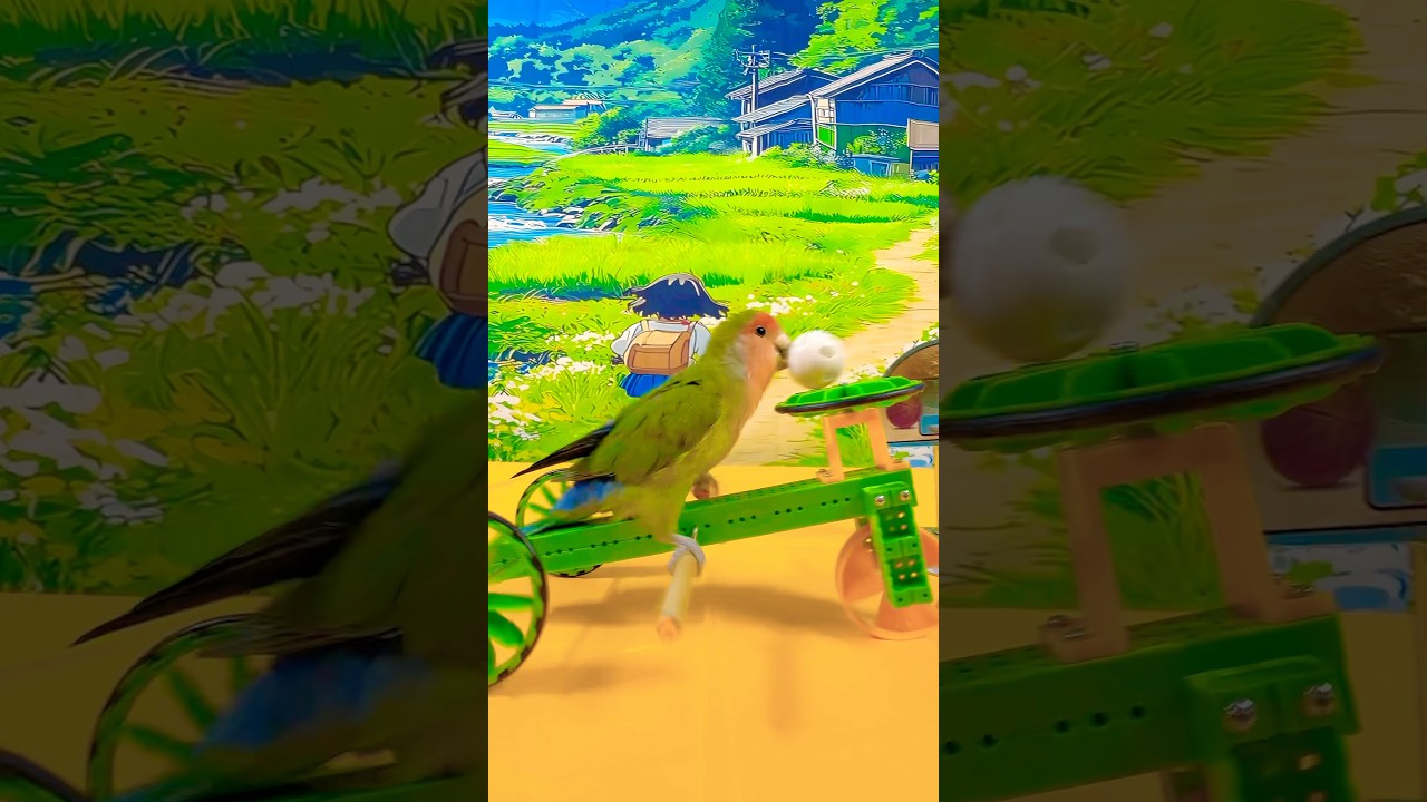 Bird Training:smart lovebird parrot l smart little cute parrot  #training#smartparrot#cute