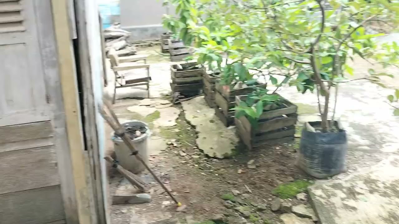 HIDUP DI DESA. SAPI NGAMUK(SATU)
