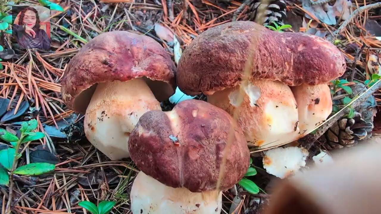 Eto naa mga PENNYBUN or Boletus mushrooms naglabasan na!!!Northern Finland!!!🇫🇮🇫🇮19.09.24