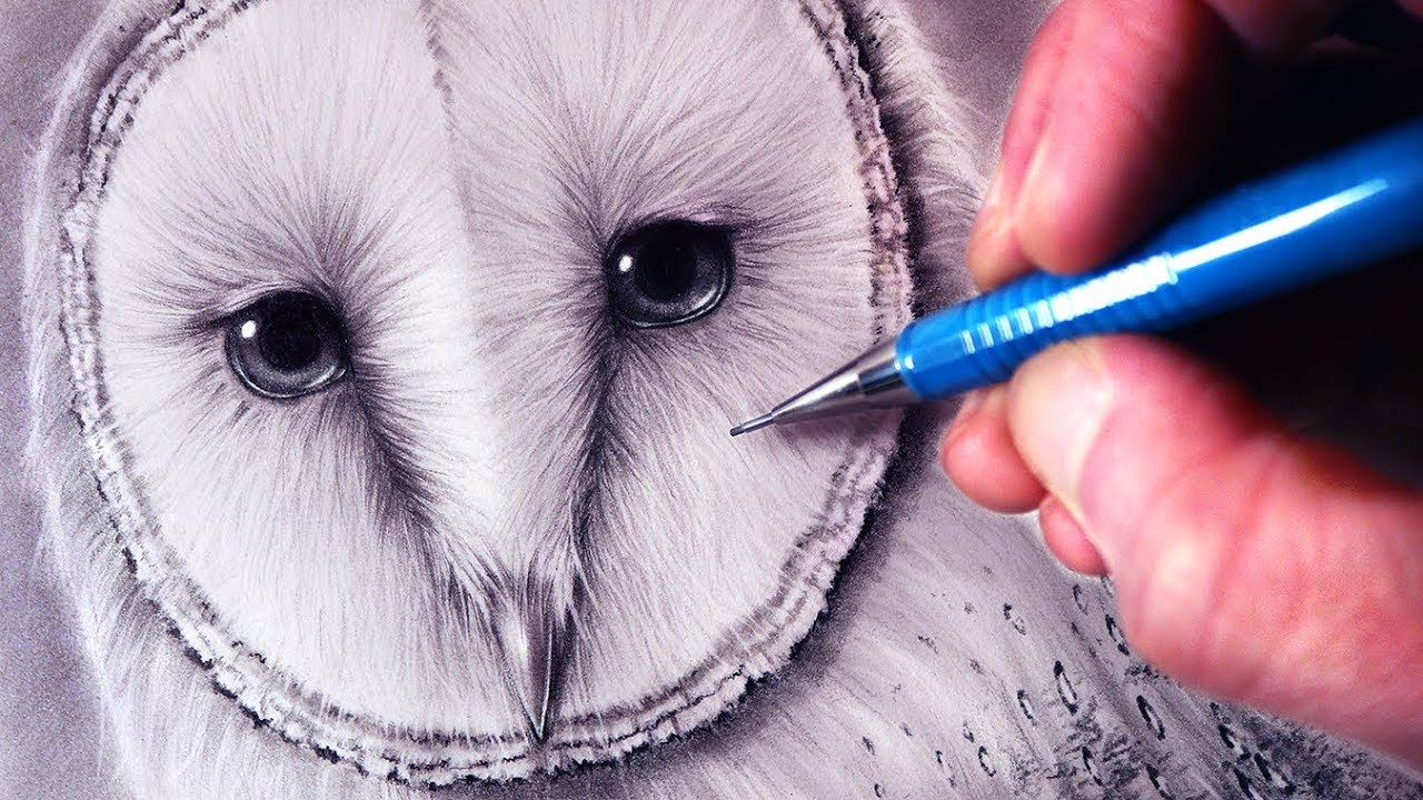 How to Draw a Barn Owl