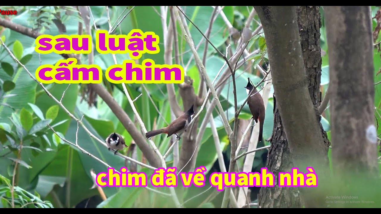 sau khi kết hoạch cấm săn bắt chim hôm nay quay dk chim về nhà ( đỗ trọng )