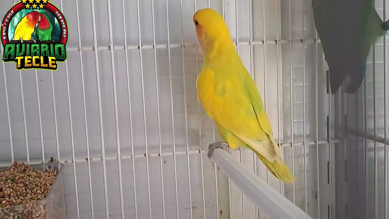 Empezamos la cría del Agapornis Rosicolli linea long todas las mutaciones