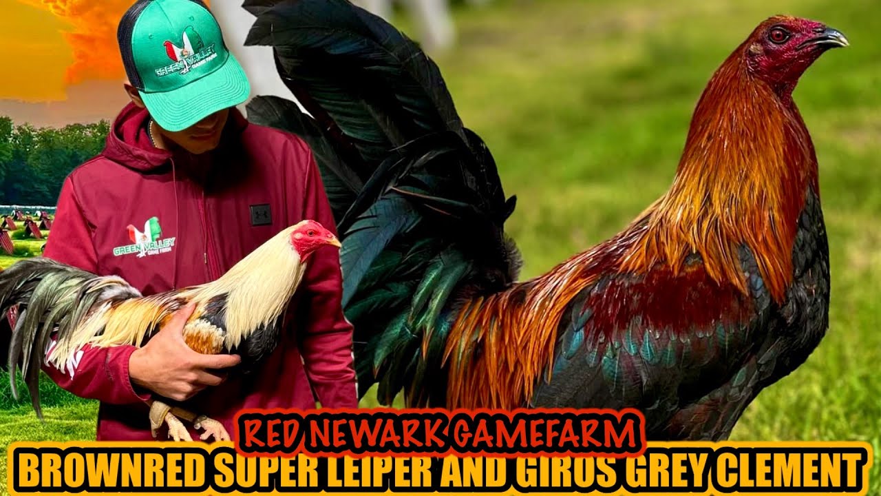 Brownred Super Leiper And Giros Grey Clement ~ RED NEWARK GAMEFARM