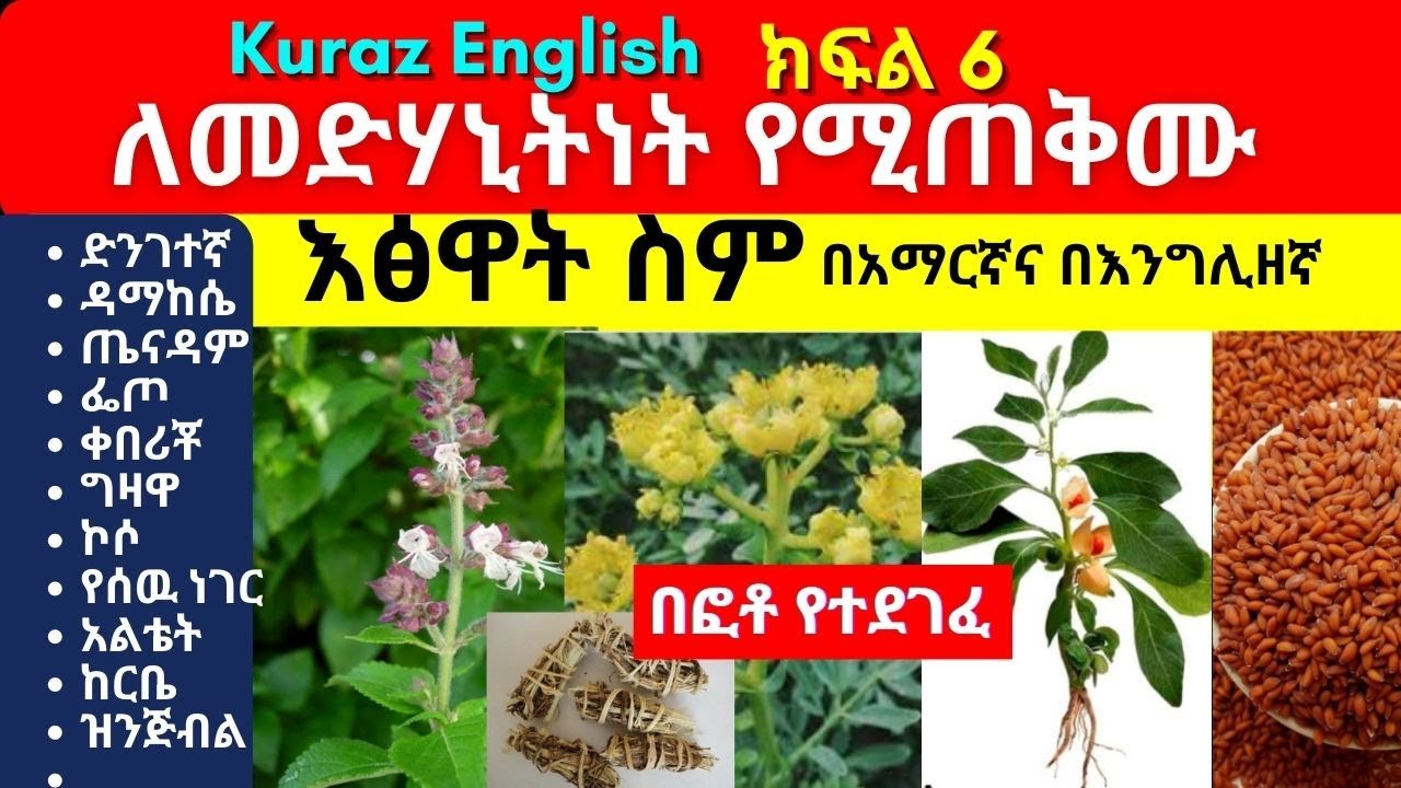 ለመድሃኒትነት የሚጠቅሙ እፅዋት ስም - የባህልመድሃኒት - Names of Ethiopian medicinal plants and herbs - Part 6