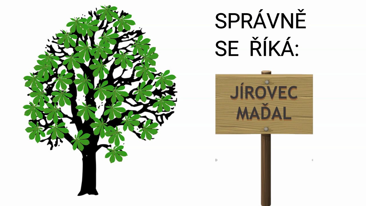 Poznáváme stromy: KAŠTAN