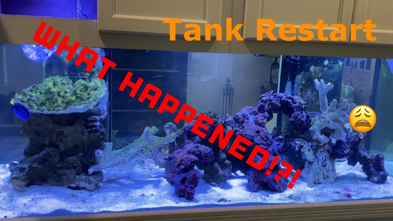 Why I'm Doing a Restart on this Saltwater aquarium