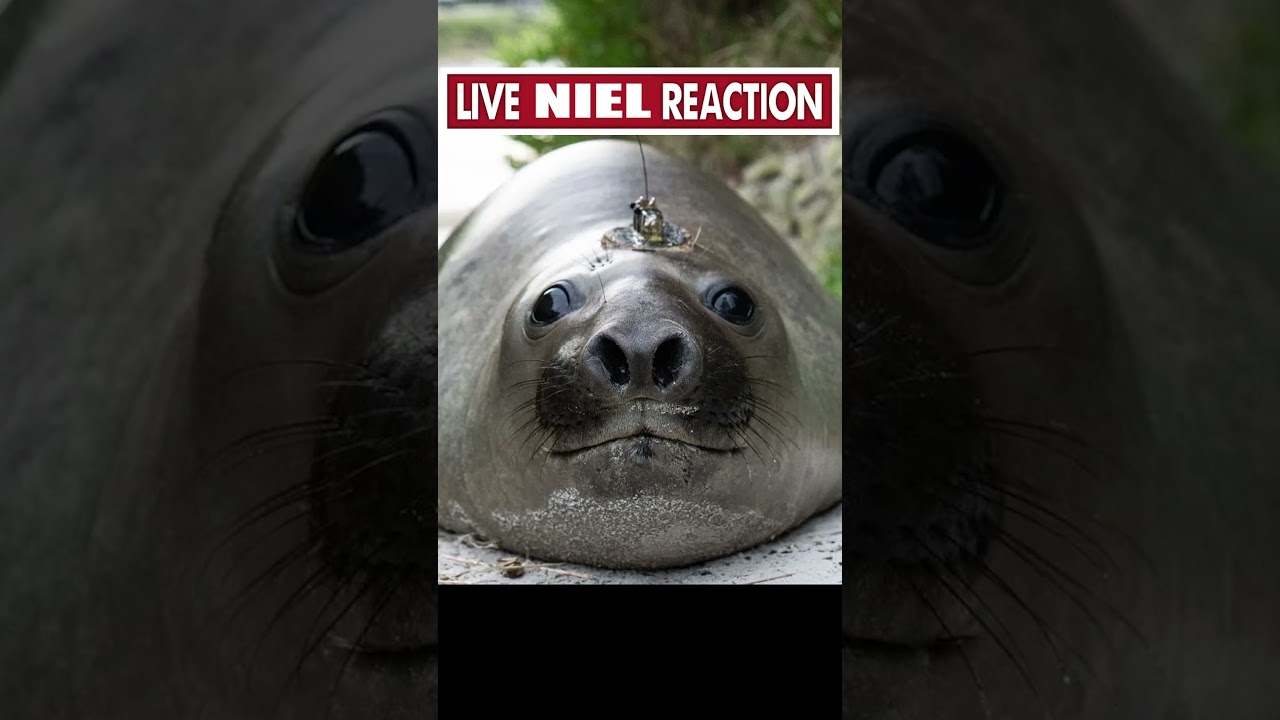 Neil the Seal to absolutne ZAGROŻENIE