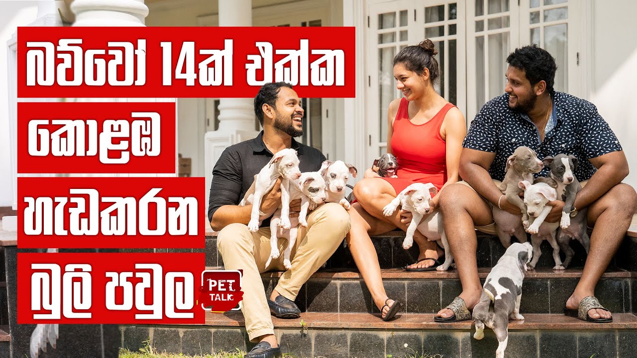 මුළු ගෙදරම හොල්ලන්න ගේමට ආපු XL බුලි පවුල  | Pet Talk