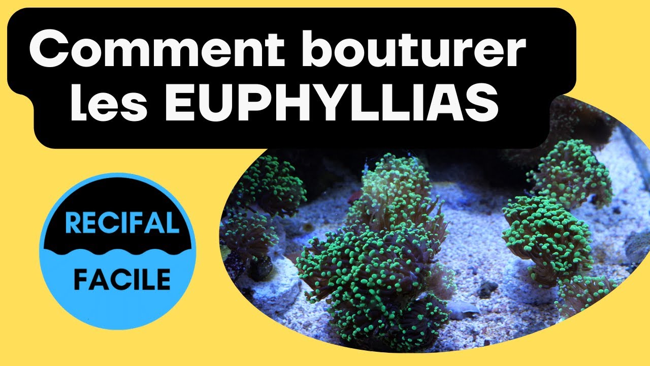 Comment bouturer les LPS Euphyllia.
