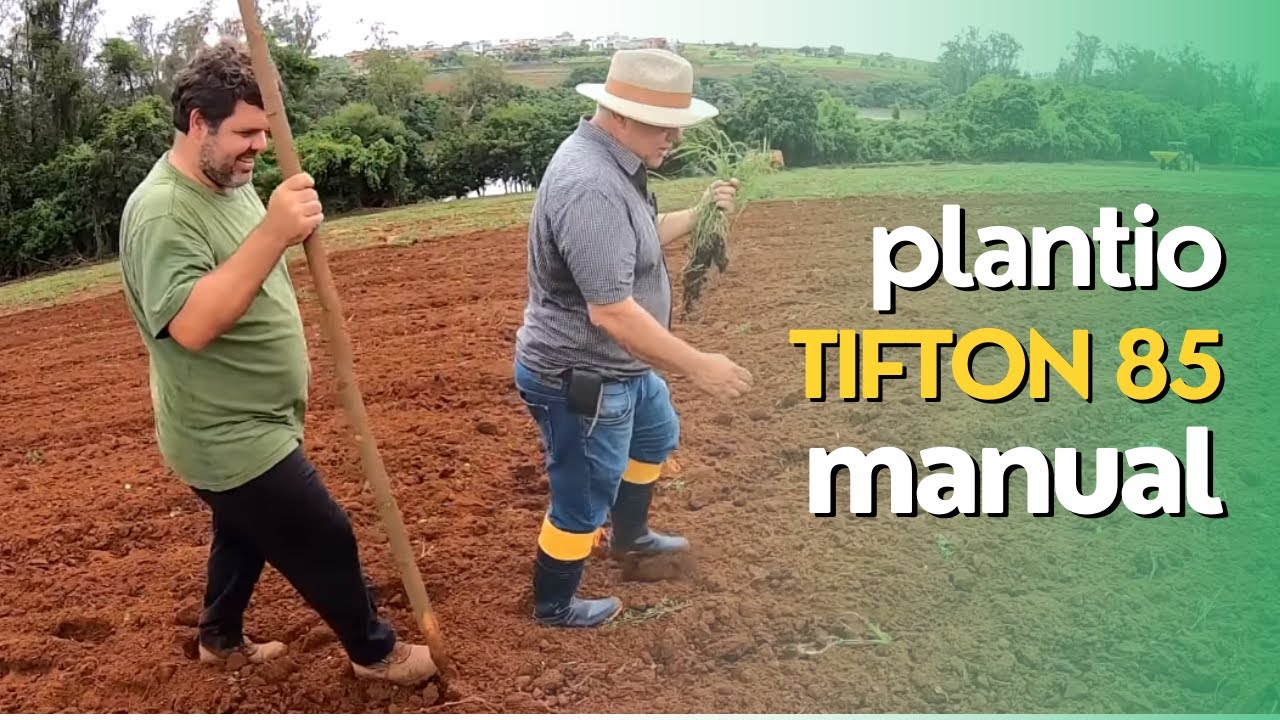 Plantio Manual com Mudas de Bandejas de Tifton 85 e Outras Gramas Bermudas. Ep#055