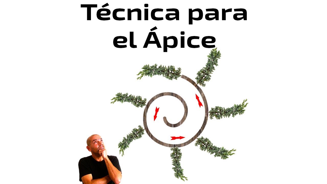 Bonsai: Técnica Alternativa para Crear el Ápice de un Junípero - Tutorial